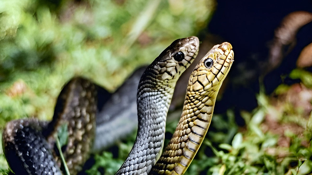 İstanbul'da yılan alarmı: Küçükçekmece, Arnavutköy ve Sultangazi'de artış! Uzmanlardan kritik uyarılar
