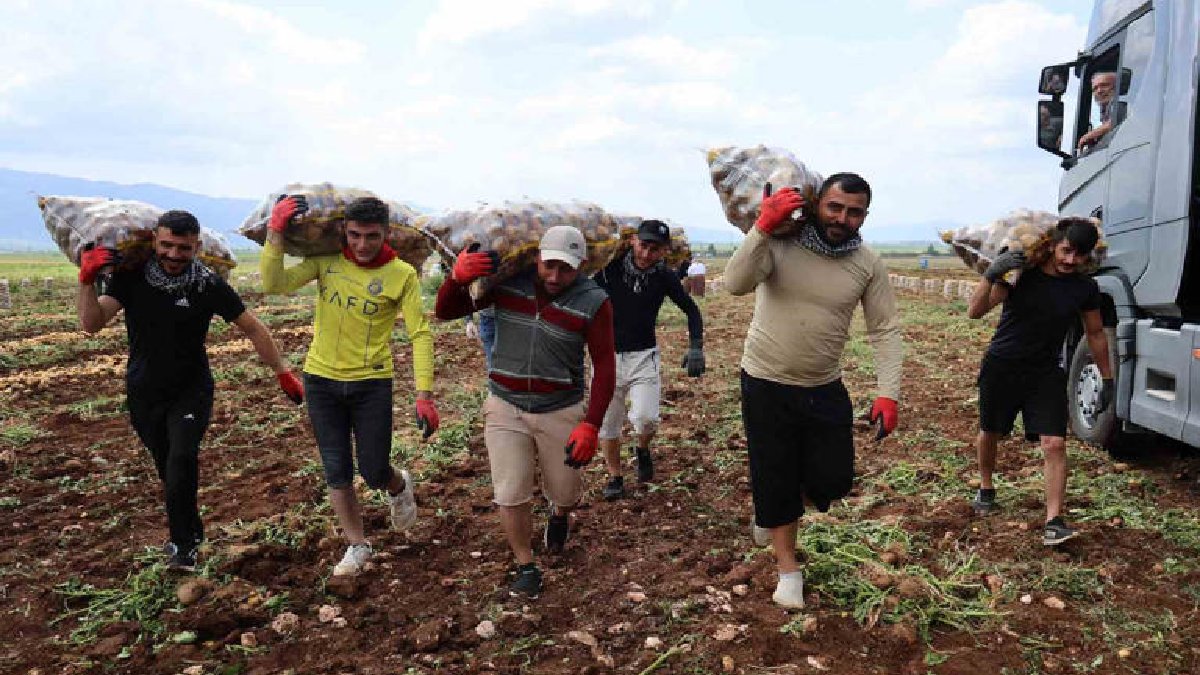 Sadece getir götür yapıyorlar ayda 100 bin TL kazanıyorlar! Patateslerde en büyük görev onların