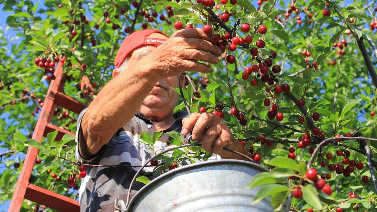 Zirai don kiraz ihracatını vurdu: Rekor düşüşle 6 bin tona geriledi