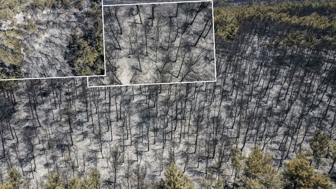 İzmir yangın faciasında 26 bin hektar alan kül oldu: Buca ilçesinin yüz ölçümünün iki katı