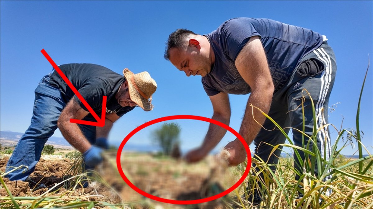 Coğrafi işaretli üründe hasat başladı! 200 liraya kadar alıcı buluyor: Üreticiyi mutlu etti