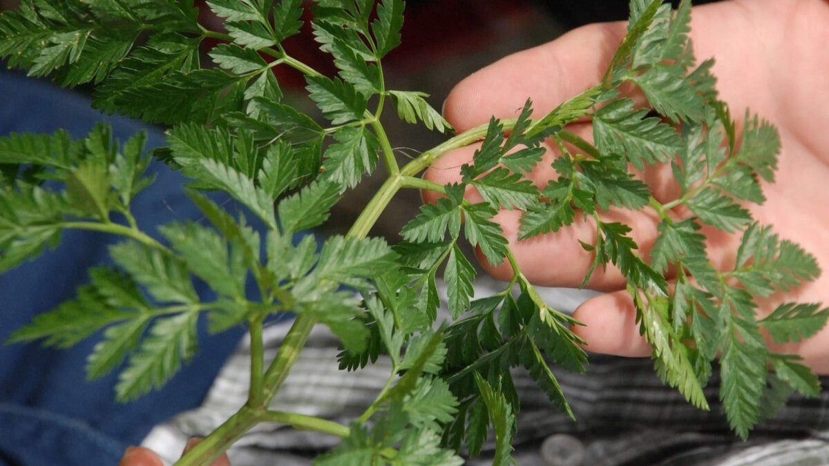 Görüntüsü maydanoza benziyor ama dikkat! Ölüme kadar götürüyor: Bu bitkilere dikkat