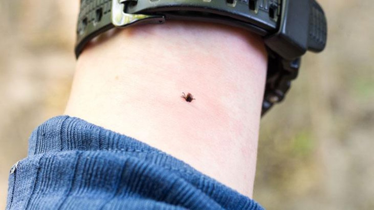 Bu yazın en büyük sorunu çözülüyor! Yüzlercesi doğaya salındı: Ekolojik denge sağlanıyor