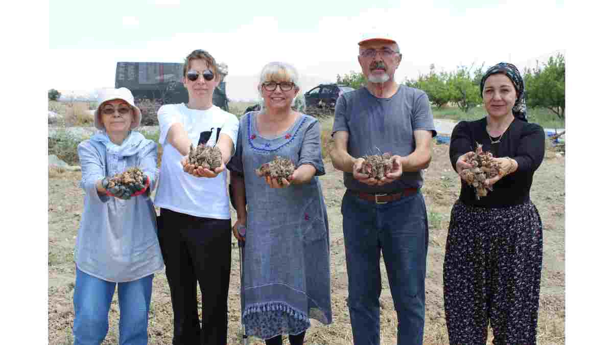 Elmalı’da safran soğanı hasadı başladı