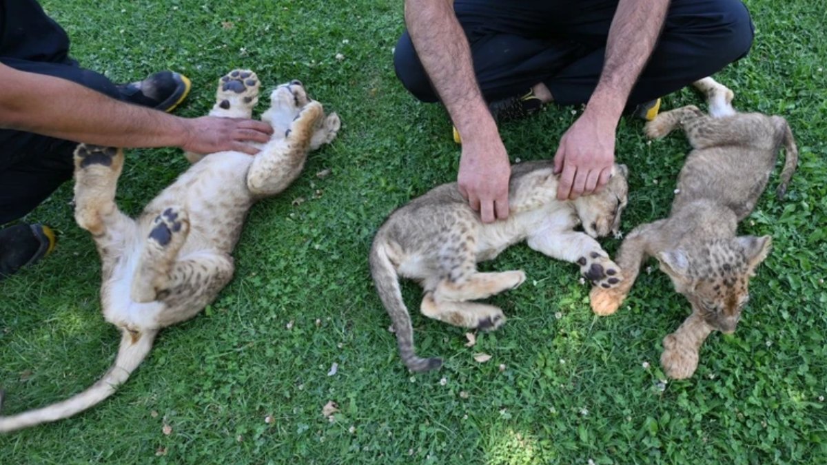 Erdoğan'ın aslanlarına isim aranıyor