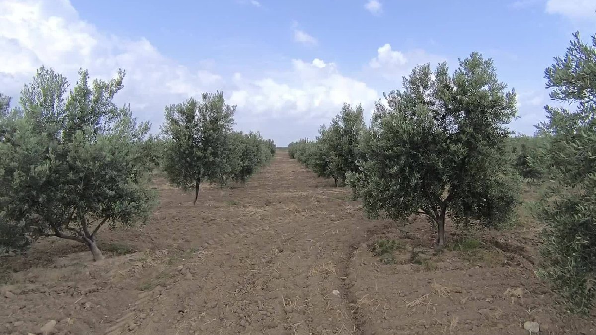 Muğla’da maden tehdidi büyüyor: 82 bin zeytin ağacı risk altında