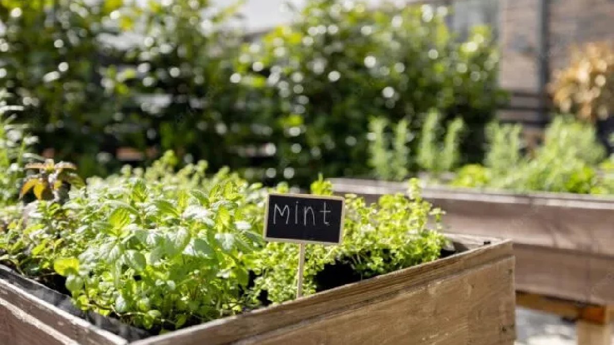 İster saksıda yetiştirin ister bahçede! Ne yaz diyor ne de kış, dört mevsim bolca ürün veriyor!