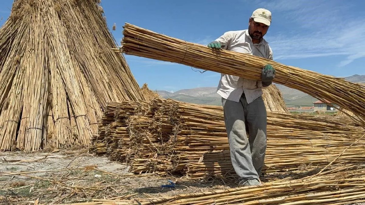 Evini ısıtmak isteyen yakasına yapışıyor! Hasadı başladı: Hollanda ve İngiltere kapış kapış alıyor