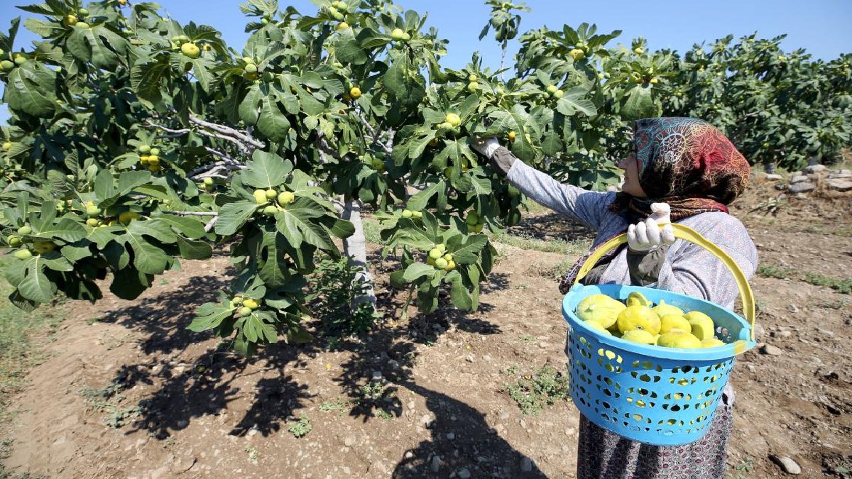 Yazın en sevilenine izin çıktı! O tarihte başlıyor… Yurt dışına bile buradan gönderiliyor