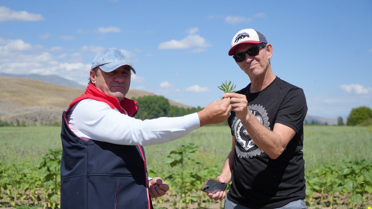 Bayburt tarhununa Amerikan alıcı! Coğrafi işaretli ürün yurt dışına açılıyor