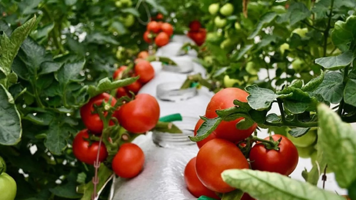 Organik üründe yeni dönem: Sahte kayıtlara karşı üretici bildirim şartı geliyor