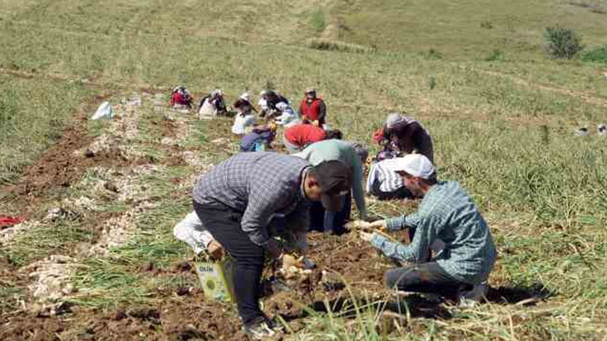 Tarım işçileri ve hayvancılara uyarı: Kene riski şehirlerden çok kırsalda yüksek