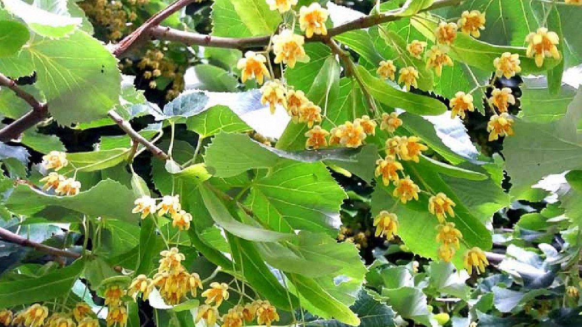 Bitkilerle sıcaklık düşebilir: Çınar ve ıhlamur kentleri serinletiyor