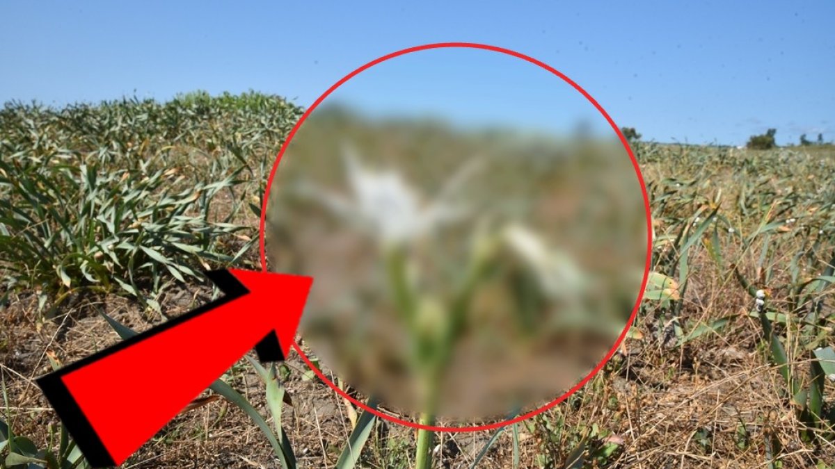 Görüntüleriyle lego çiçekleri andırıyorlar! 'Fark etmedim' diye bir hata yapmayın: Bu çiçeği koparan tüm servetini döker