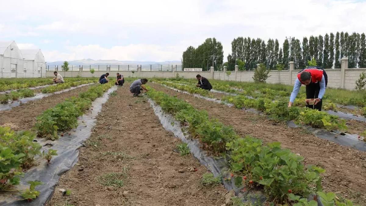Ağrı’ya ‘Alternatif’ getirildi, üretim arttı! Getirisi cepleri coşturuyor: Yetiştiriciliği her geçen yıl artıyor