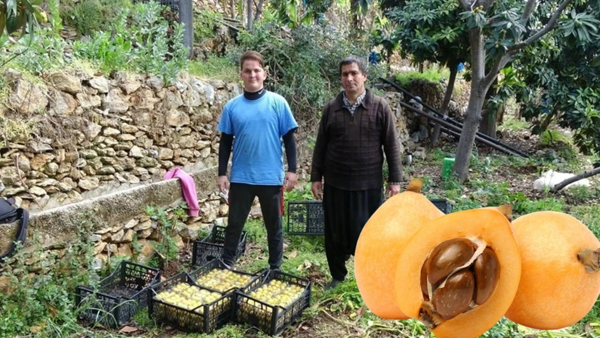 Antalya’nın coğrafi tescilli meyvesinde hasat başladı! Kilosu 150 TL’ye kadar çıkıyor, herkes adını farklı biliyor