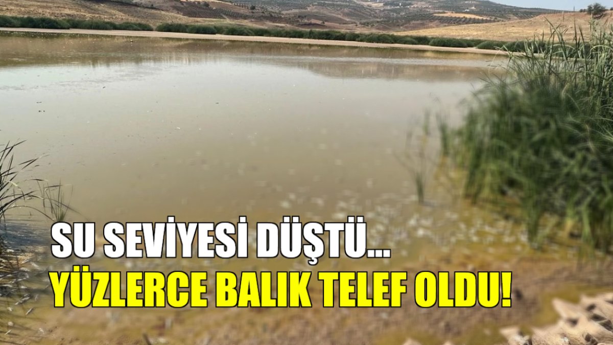 Görüntüler hiç iç açıcı değil! Su seviyesi düştü, yüzlerce balık telef oldu: Kuraklık orayı da etkiledi