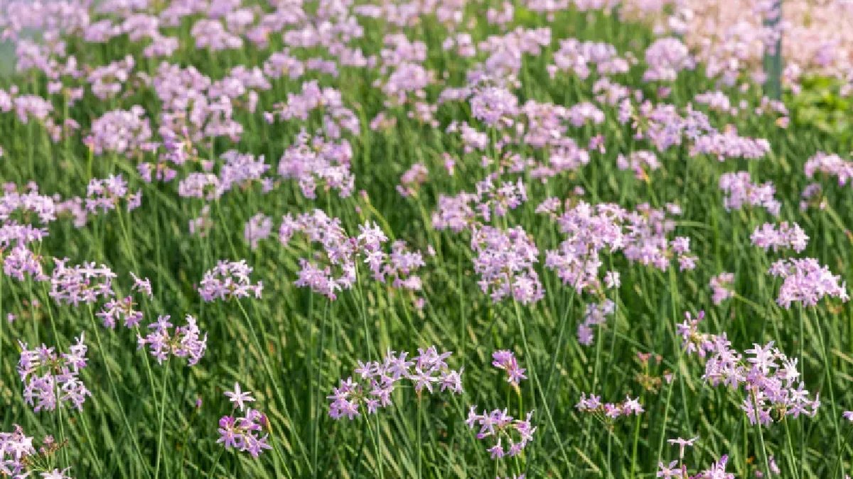 Bahçeye eken cenneti yaşıyor! Doğal fare savar: Bu çiçek yılanları da kendinden uzaklaştırıyor