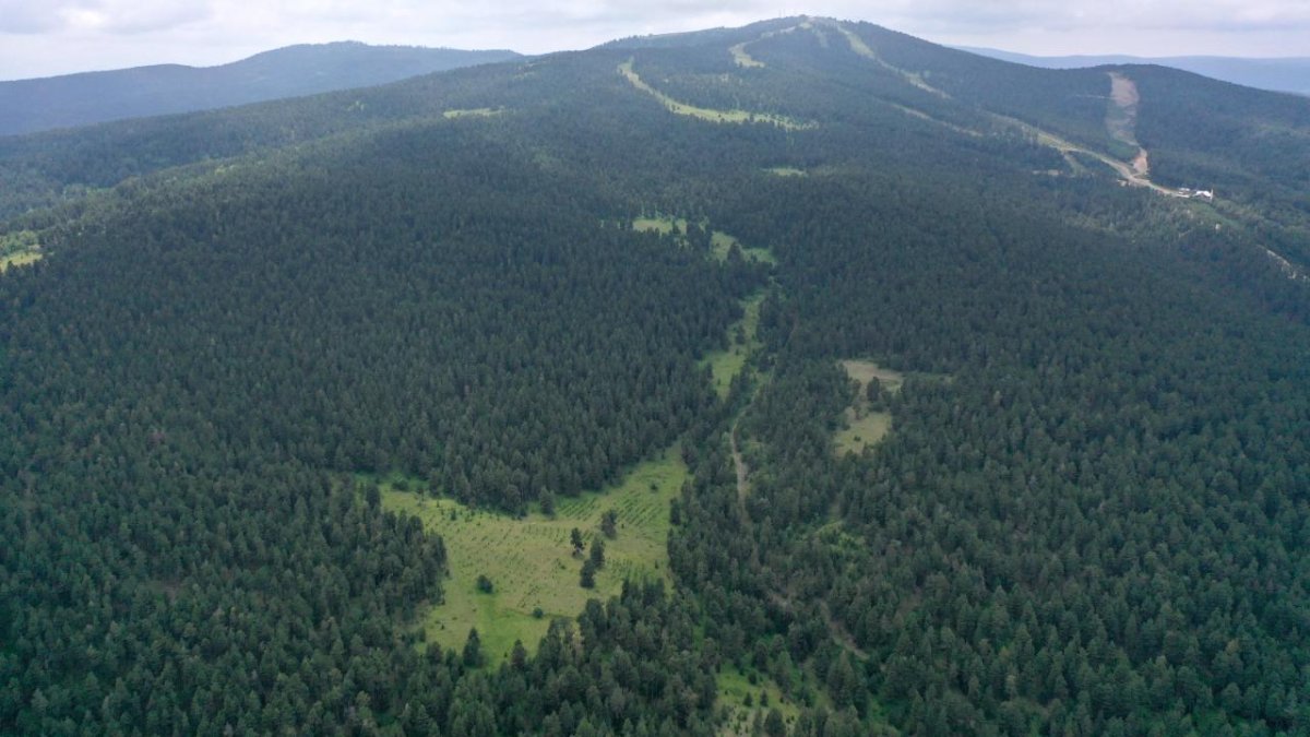 Erzurum'da ormana girişlere yasak: Yangın riski nedeniyle yeni tedbirler alındı