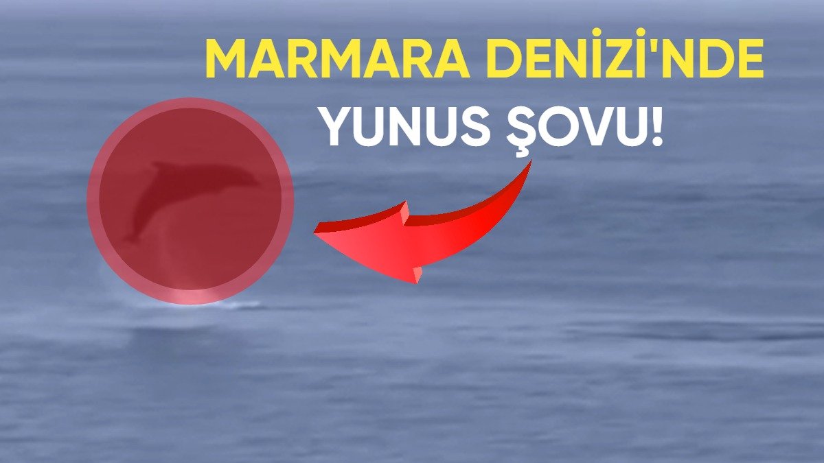 Marmara Denizi'nde yunusların şovu! Vatandaşların ilgi odağı oldu: O anlar kamerada
