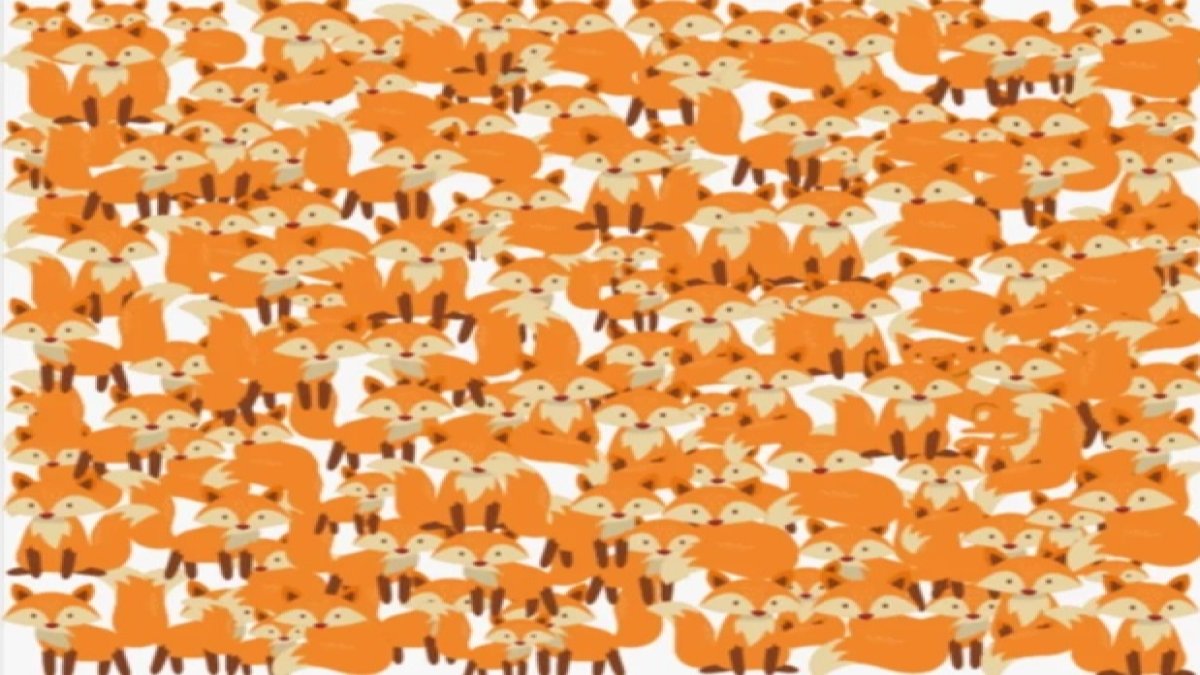 Gizli nesne testi zihninizi zorlayacak: Tilkiler arasındaki kediyi 5 saniyede bulabilir misiniz?