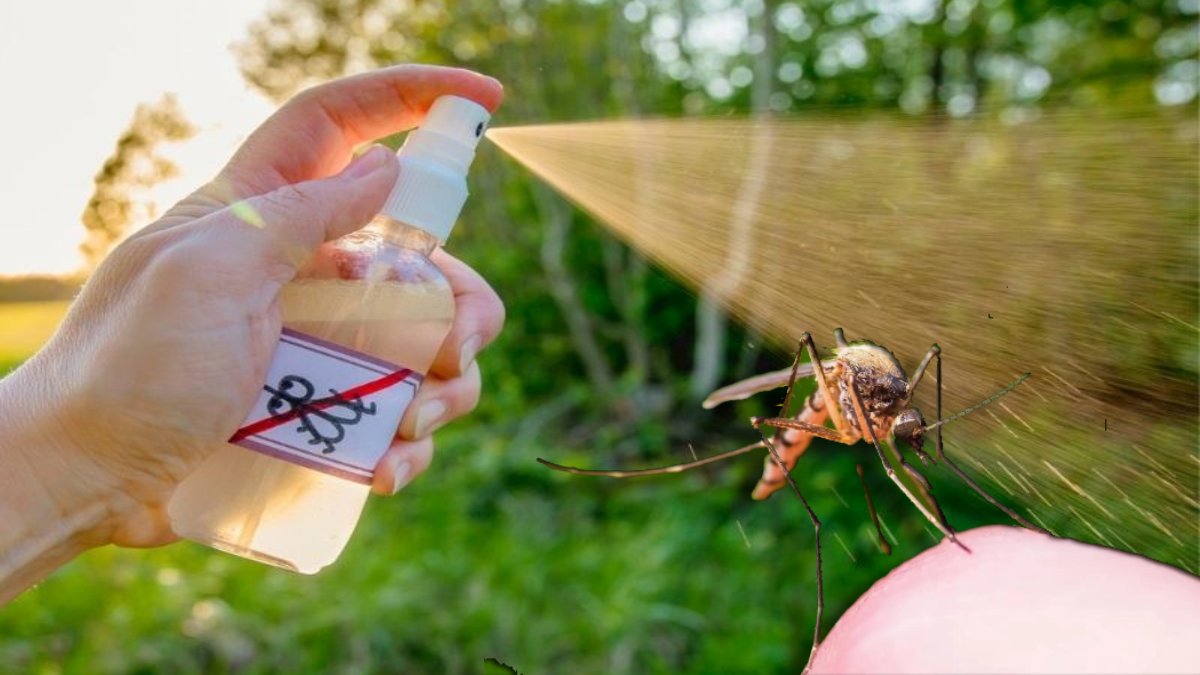 Havalar ısındı sivrisinekler çoğaldı! Çözümü bu kadar basitmiş: Sadece tuvalet kağıdı yeterli olacak