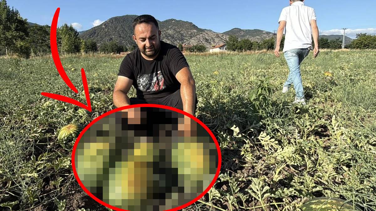 Verim arttı fiyat düştü! Dönümü 10.000 TL, satıcı isyanda: ‘Bu fiyata satabiliyorsak mutlu oluyoruz’