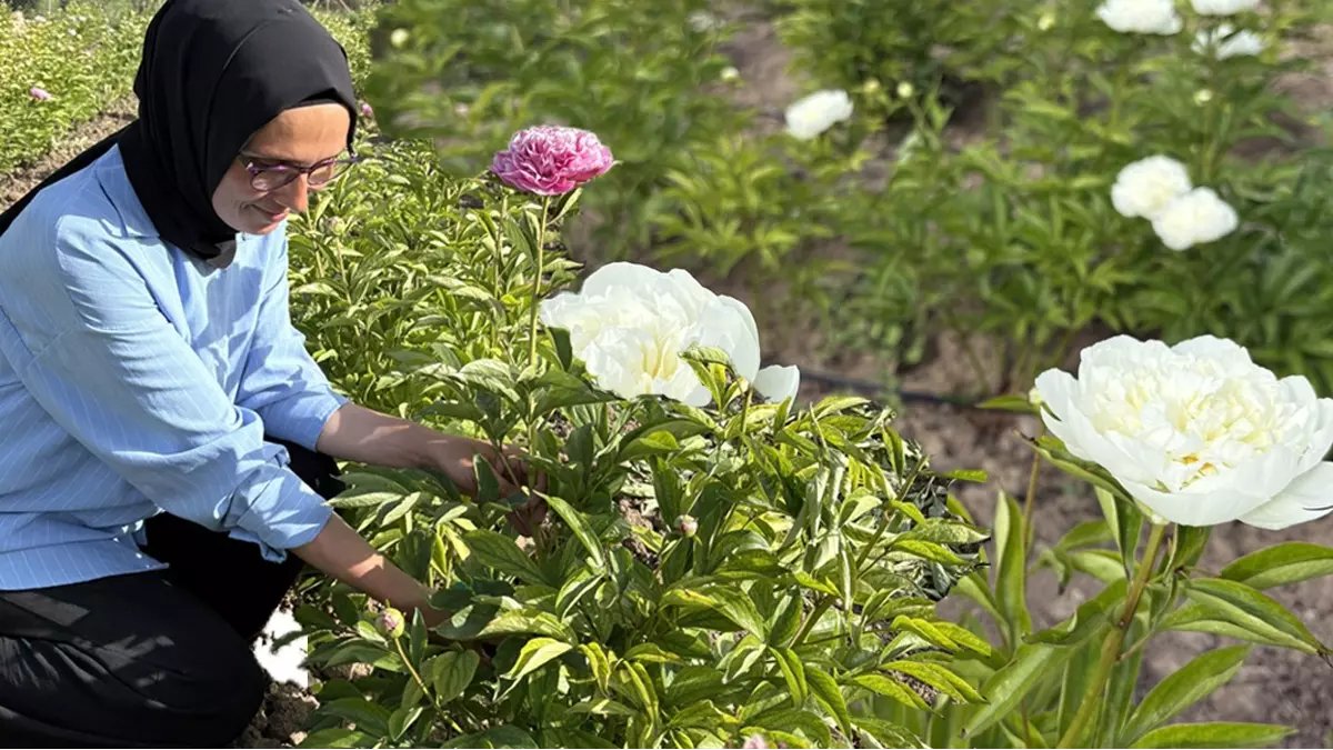 Hobi olsun dedi geçim kaynağı oldu! Altın çiçekler toplanıyor, 81 ile satılıyor! Bir kere eken paraya para demiyor