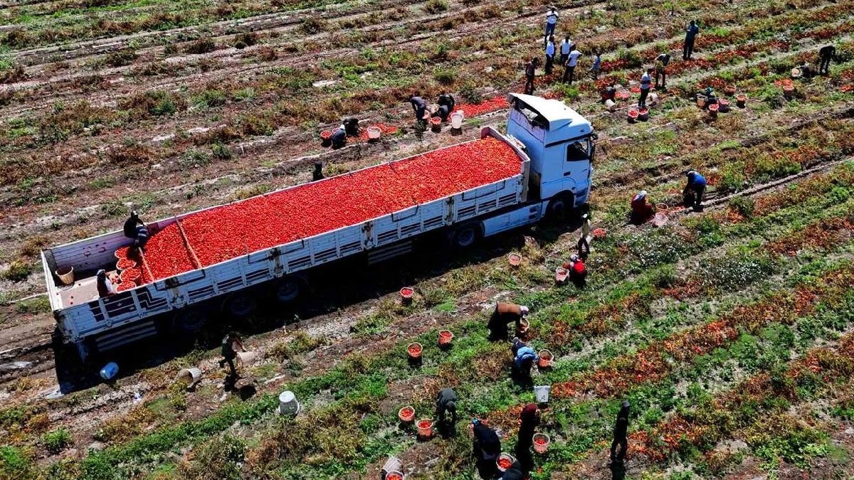 Türkiye’nin üretim merkezinde fiyatlar düştü! 3-5 TL’den satılıyor, kışlık hazırlıkları için gün sayılıyor