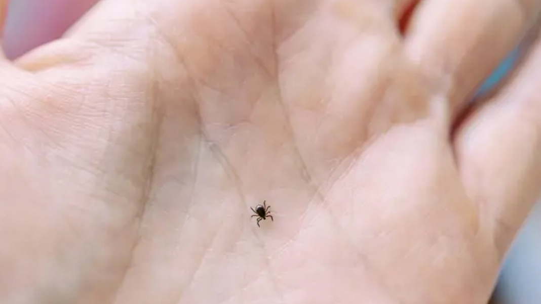 Kayseri’de kene ısırığı can aldı