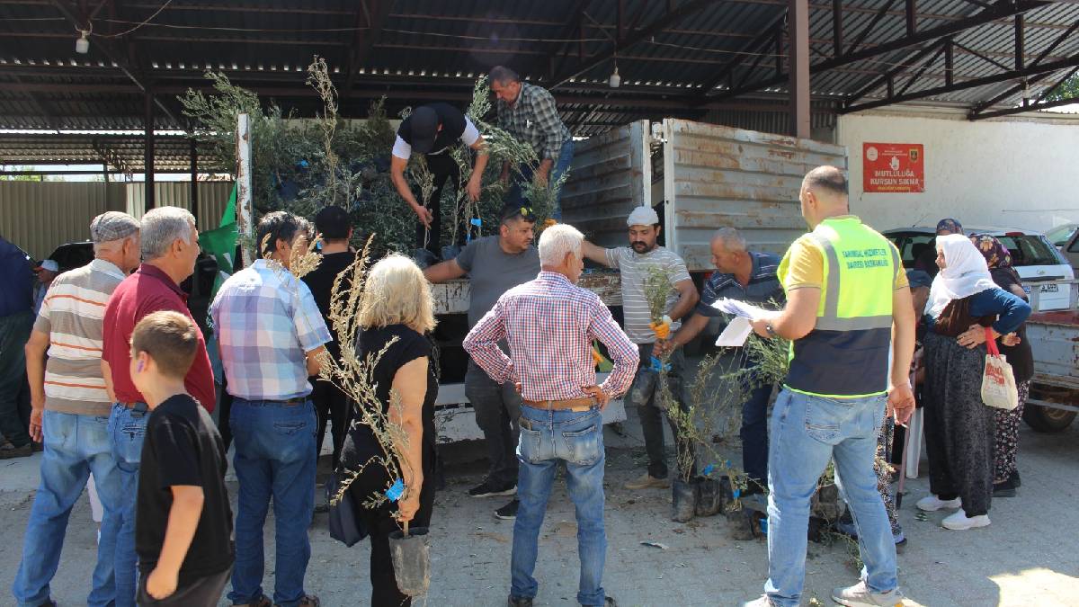 Büyükşehirden üreticiye destek: 19 ilçede 40 bin zeytin fidanı dağıtıldı