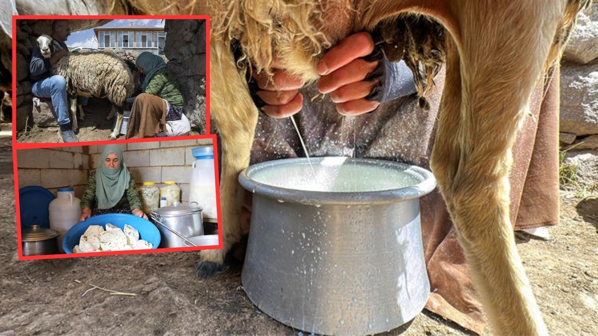 Besiciler önce sağıyor sonra üretime geçiyor! Van’dan tüm Türkiye’ye yayılıyor: Mayalama sırrını kimseye vermiyorlar