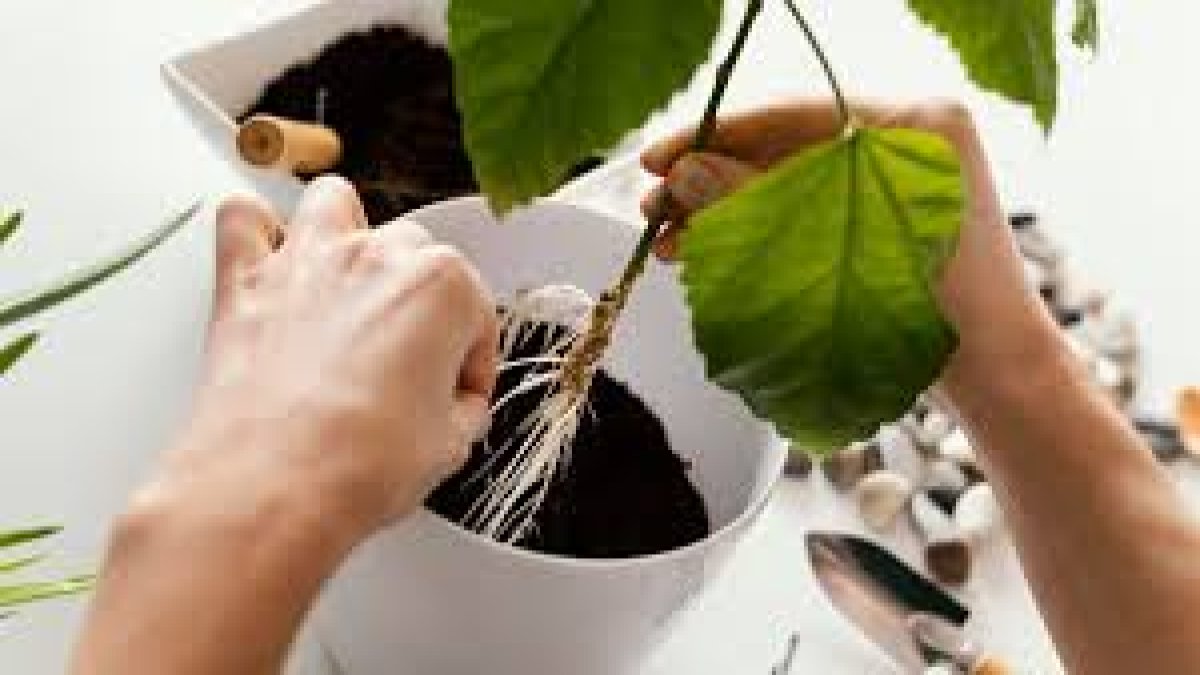 Evde sessiz terapi! Bitkiler sadece dekor değil, resmen seans uyguluyor