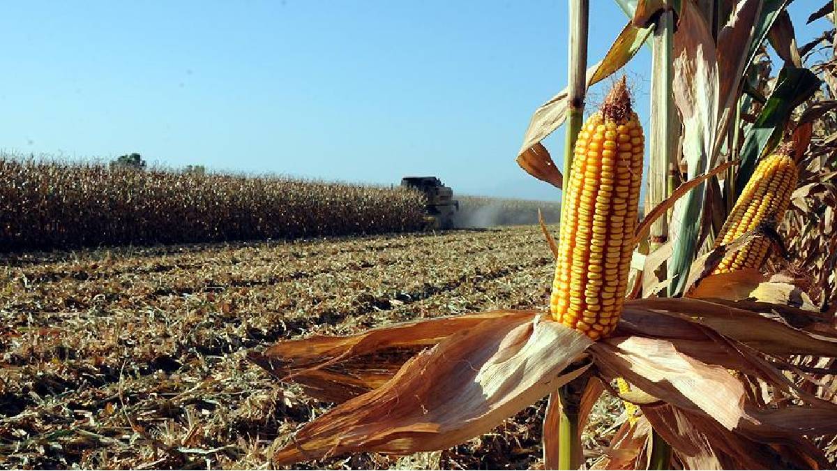 Mısırda hasat yaklaşırken fiyat belli oldu! Adana çiftçiler birliği, maliyeti hesapladı ve beklentisini açıkladı