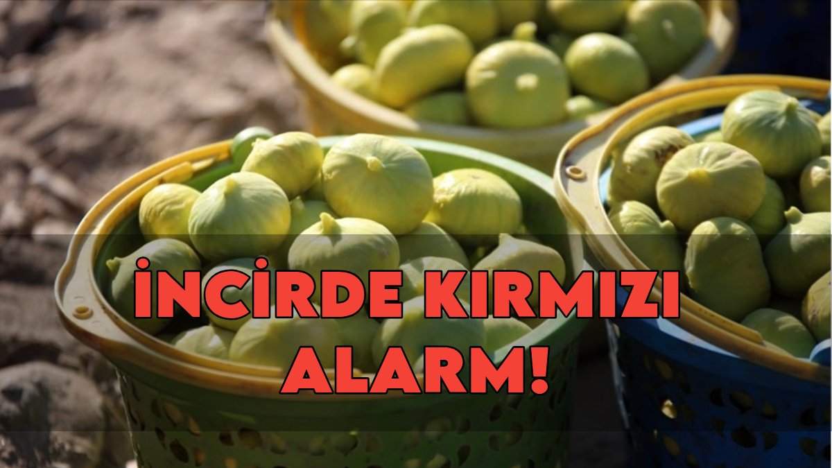 Dünya devi olduğumuz incirde kırmızı alarm! "İki kere cezalandırılıyoruz"