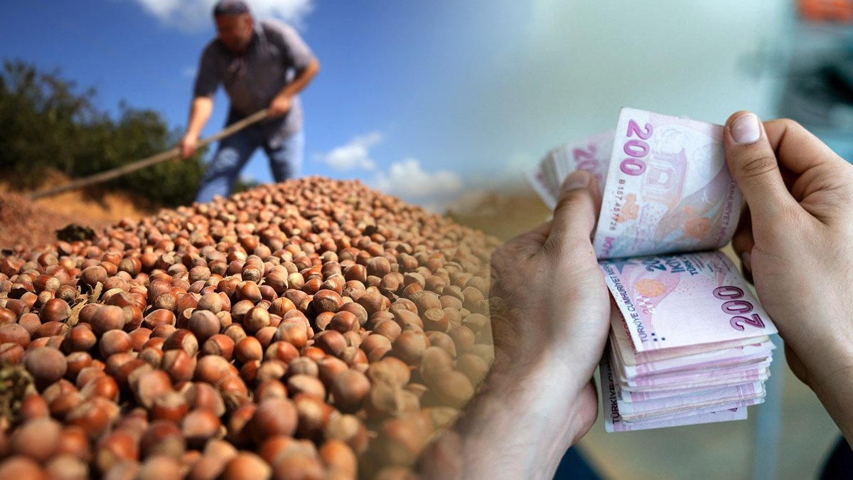 Fındık toplama yevmiyesi belli oldu! Ziraat Odaları Birliği yeni fiyatı duyurdu