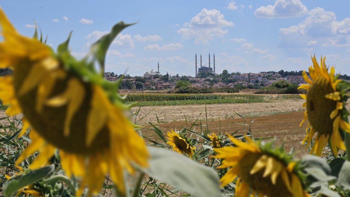 Ayçiçek yağında fiyat her an artabilir! Trakya'da kuraklık alarmı: Ayçiçeği tarlaları çiçek açamadan kuruyor