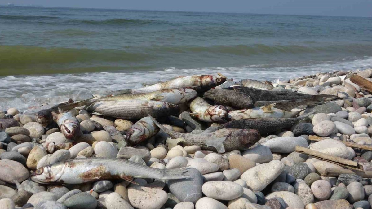 Mersin sahilinde çevre alarmı: Binlerce ölü balık ve deniz kaplumbağası kıyıya vurdu