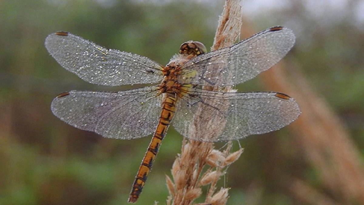 Nesli tükenmişti o canlı yeniden dünyaya gözlerini açtı! Doğadan büyük sürpriz: Bilim dünyası şaşkın…