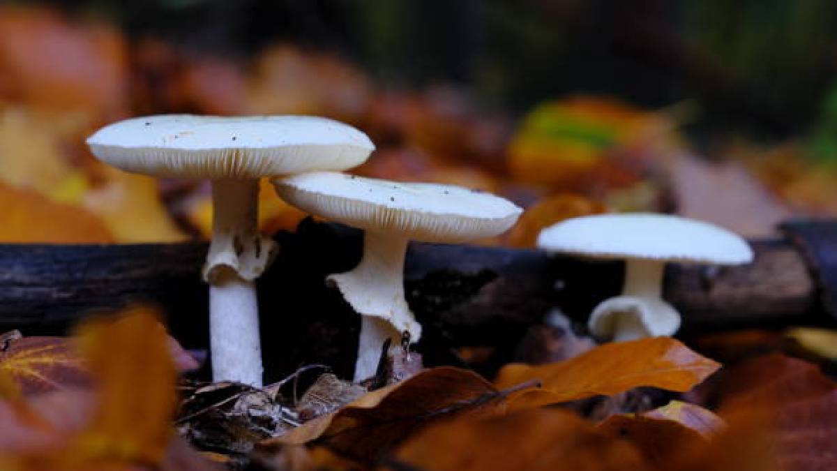 Gördüğünüz anda yolunuzu değiştirin! Çoğu kişi bilmiyor, tek bir ısırığı ölüme götürüyor: Doğanın en zehirli türü