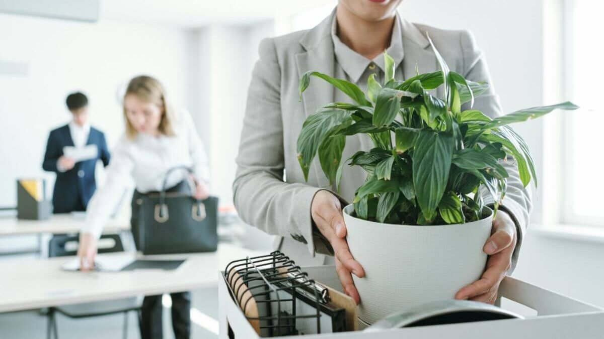 Ofiste yeşilin etkisine çok şaşıracaksınız! Küçük bir bitki bile stresi azaltıyor, verimliliği artırıyor