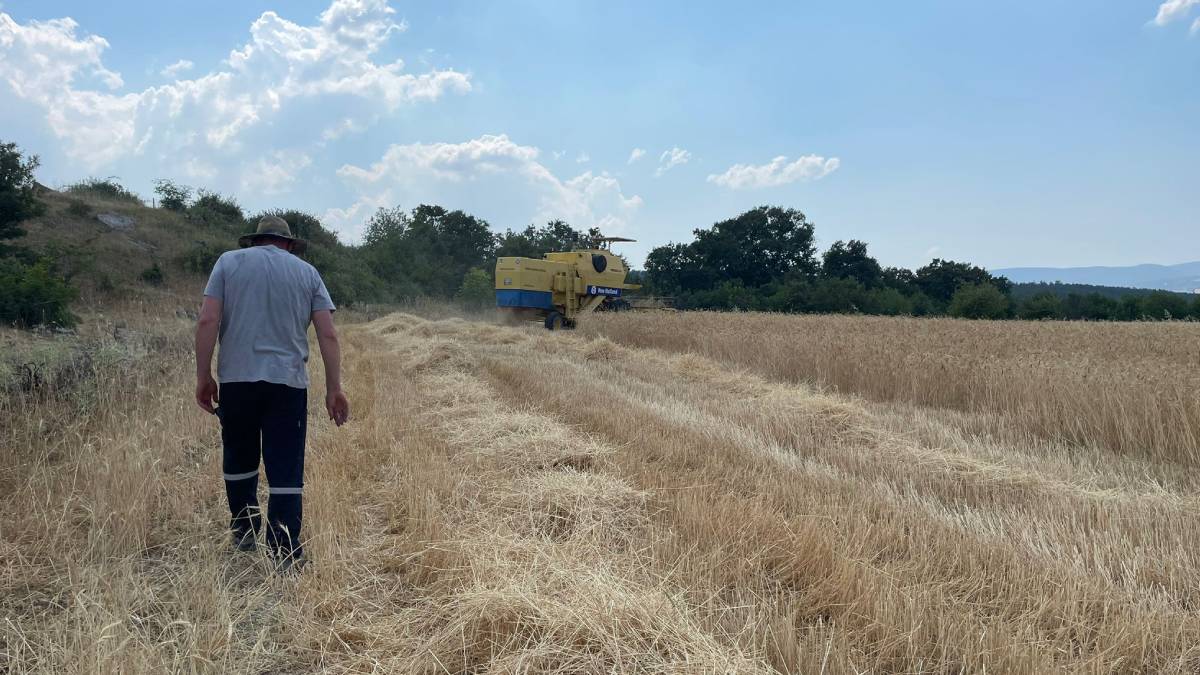 İlk hasat yapıldı: Büyükşehirden çiftçilere biçerdöver desteği