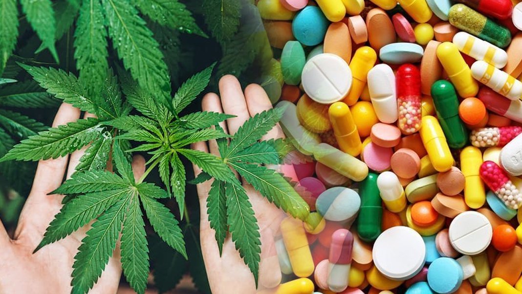 TTB, AK Parti'nin yasa teklifi için uyardı: Kenevir düzenlemesini geri çekin! Faydası yok zararı çok