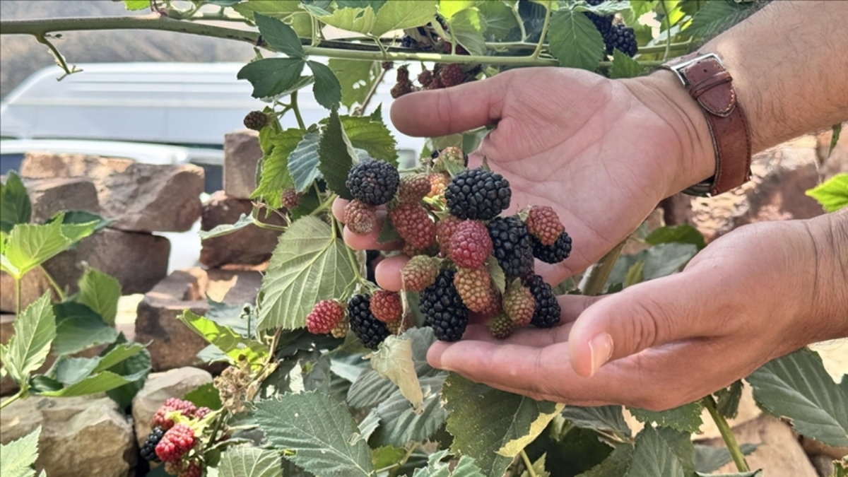 51 kere dendiler olmadı, 52. denemede verim patlaması yaşandı! 1800 rakımlı bölgede çiftçi hasadın tadını çıkardı