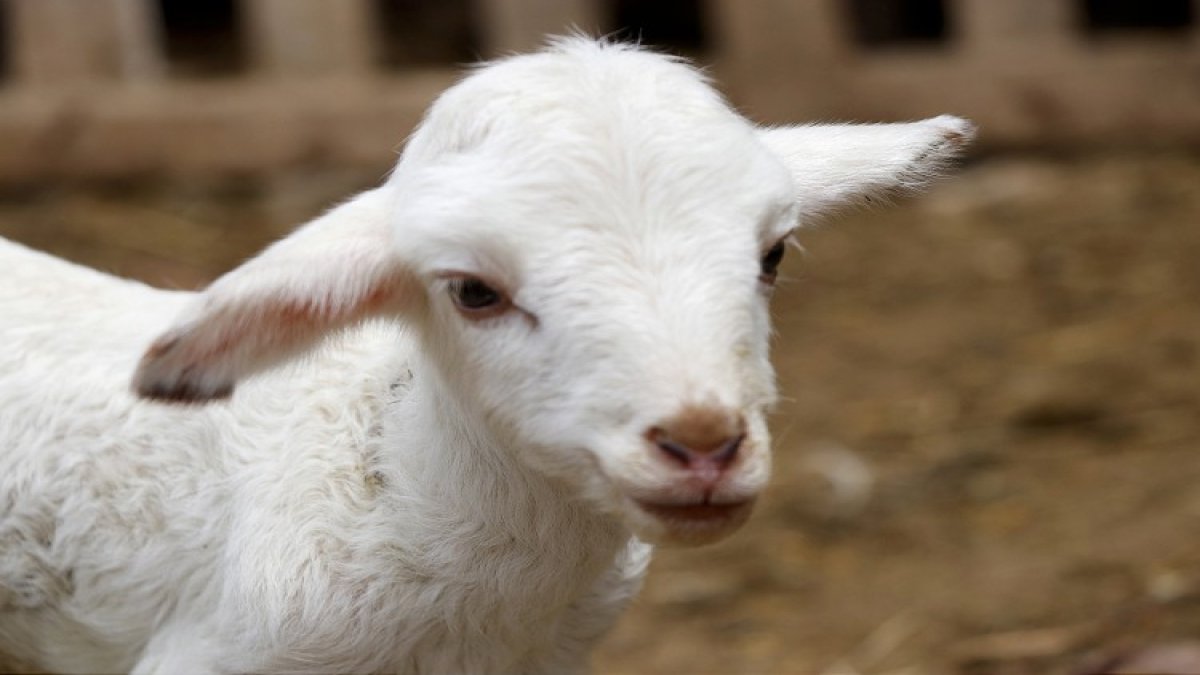 Devlet yetiştirdi, şimdi satışta! 2 bin erkek kuzu açık artırmayla alıcı bekliyor