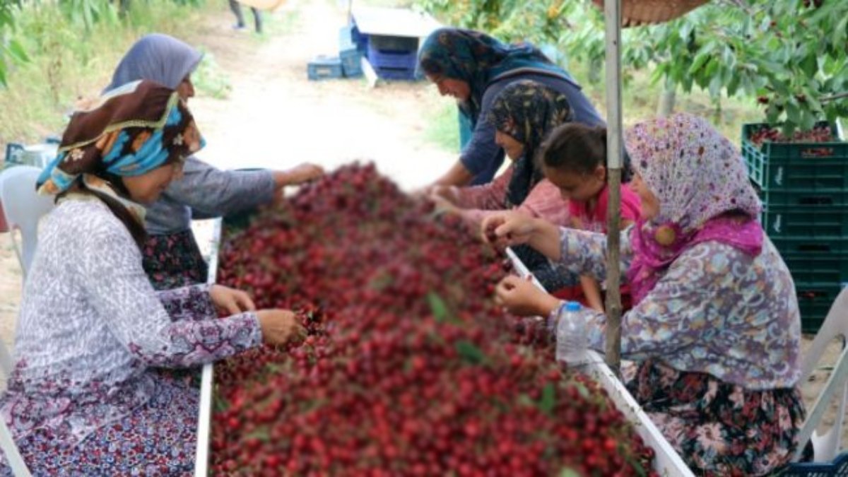 İriliğiyle biliniyor, lezzeti tam not alıyor! Çeribaşı’nda sezon başladı: Avrupa’ya yok satıyor