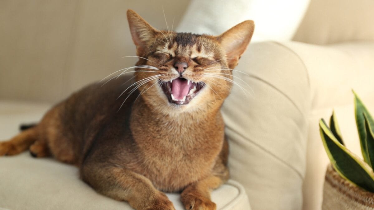Kedilerin gücüne şaşıracaksınız! Sadece stres değil kemik sağlığına da iyi geliyor: Tek miyavlamasıyla iyileştiriyor