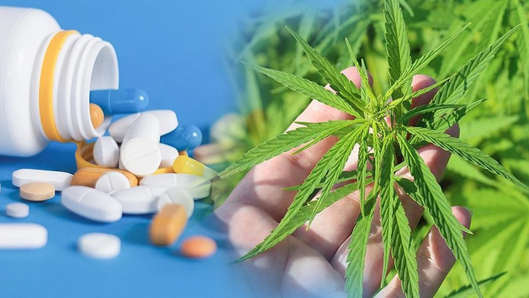 TTB ve Psikiyatri Derneği'nden uyarı geldi ama yasa Meclis'ten geçti: İktidar tepkilere kulak asmadı kenevir artık serbest