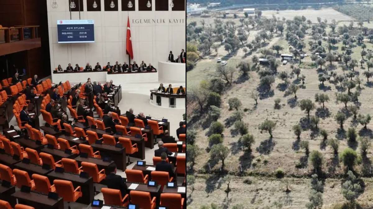 Ankara Barosu’ndan Erdoğan’a çağrı: Zeytinlikleri tehdit eden yasayı veto edin