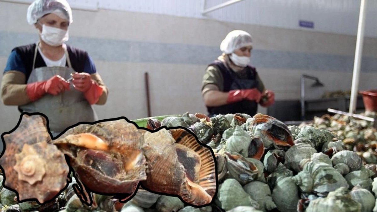 Hiç yemiyoruz ama milyonlar kazanıyoruz! 6 ayda kasaya 4,5 milyon dolar kazandırdı: Yabancılar peşinde koşuyor